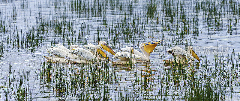 大白鹈鹕(Pelecanus onocrotalus)也被称为东方白鹈鹕，玫瑰色鹈鹕或白鹈鹕是鹈鹕科的一种鸟。肯尼亚纳库鲁湖国家公园。在湖里集体捕鱼以合作喂养。